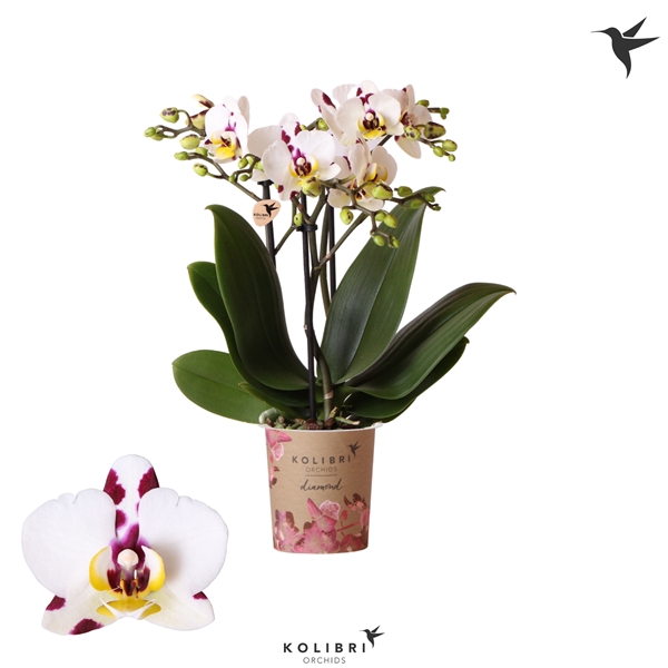 <h4>Phalaenopsis Multifloratypes Coco 4</h4>