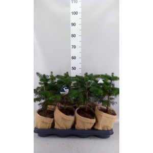 Abies nordman.
