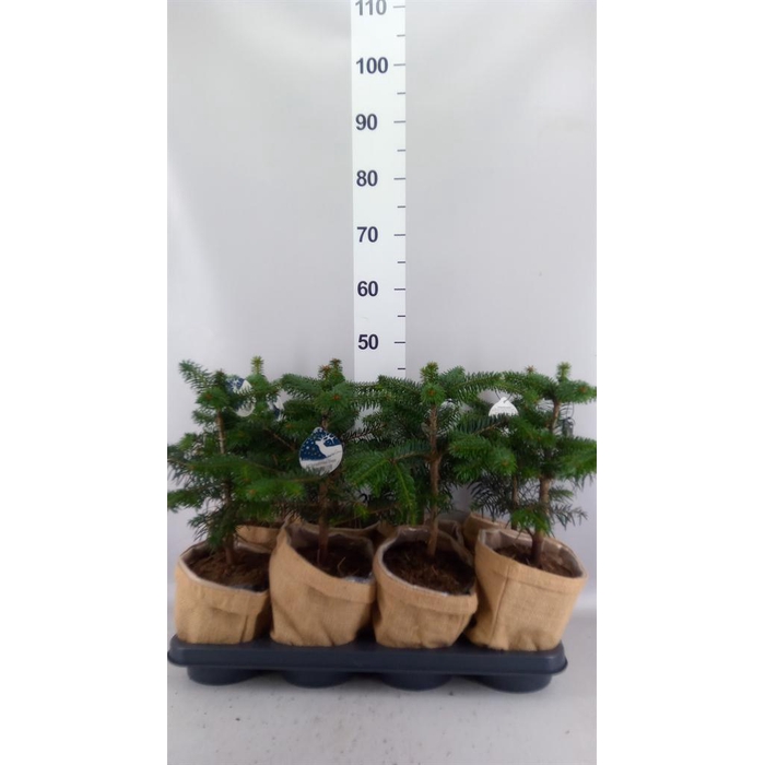 <h4>Abies nordman.</h4>