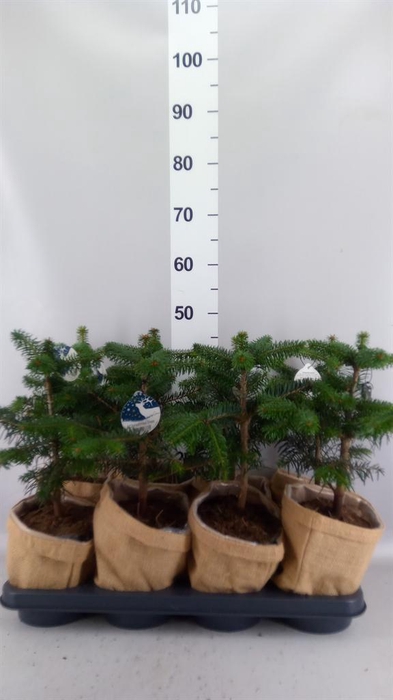 Abies nordman.