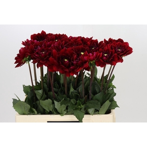 Dahlia Red Runner