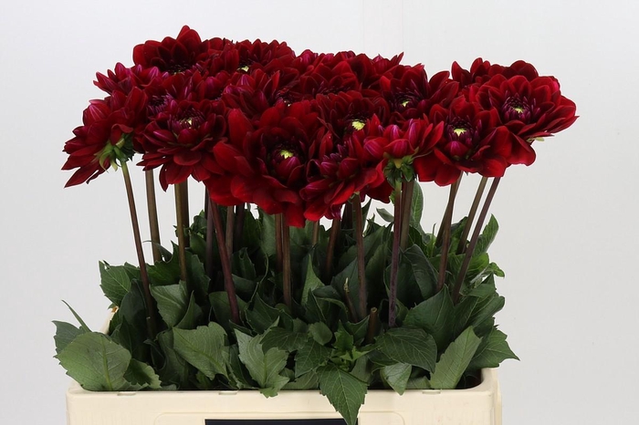 <h4>Dahlia Red Runner</h4>