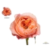 Rosa Garden Dorset