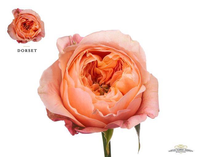 Rosa Garden Dorset