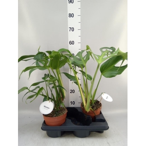 Monstera   ...