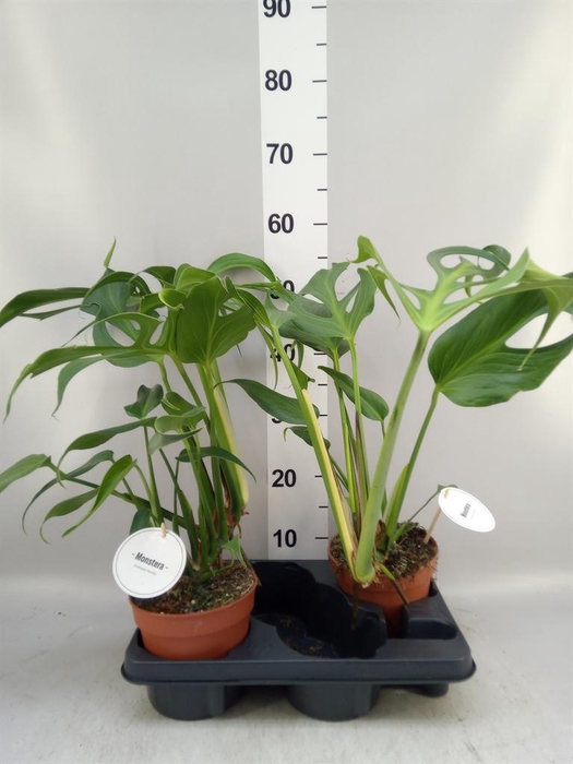 <h4>Monstera   ...</h4>