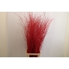 Betula paint red