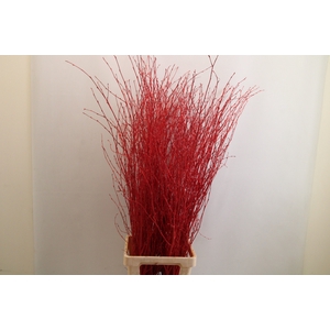 Betula paint red