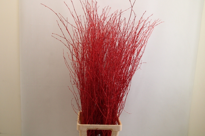 <h4>Betula paint red</h4>