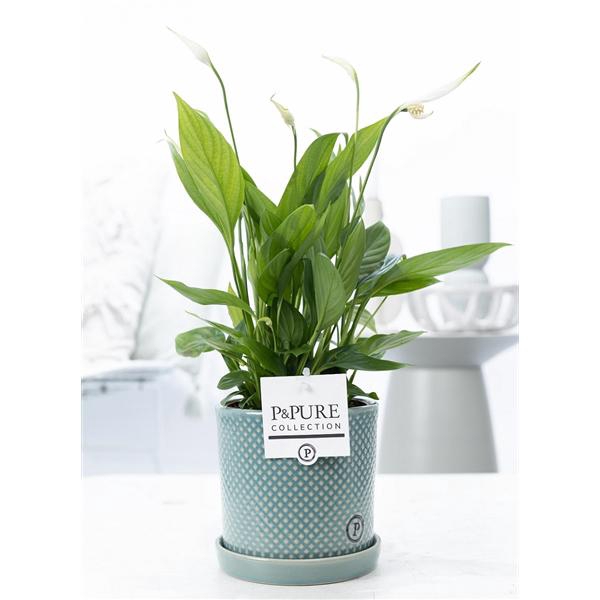 Spathiphyllum in P&PURE Lauren ceramics green