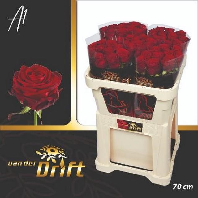 <h4>Rosa large red naomi! Drift</h4>