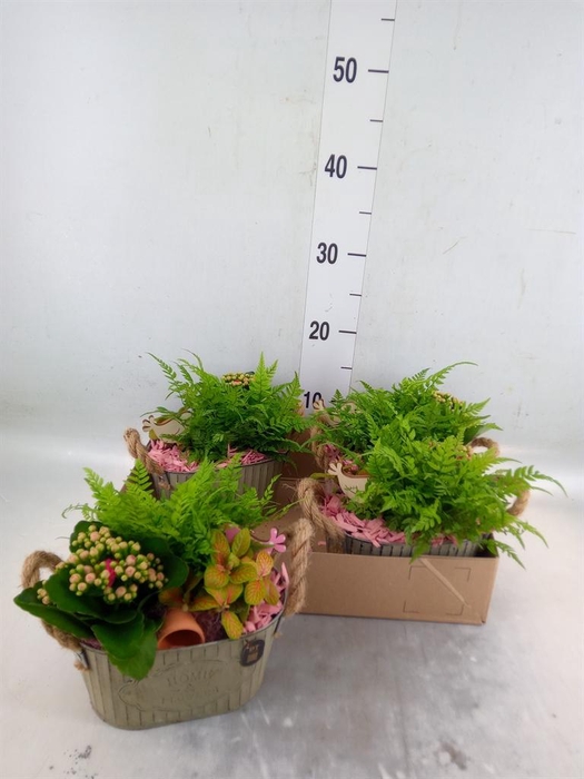 <h4>Arr.    Planten  L%</h4>