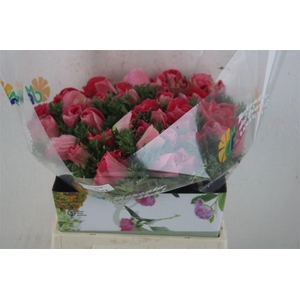 Anem Mistral Super Shoking Pink