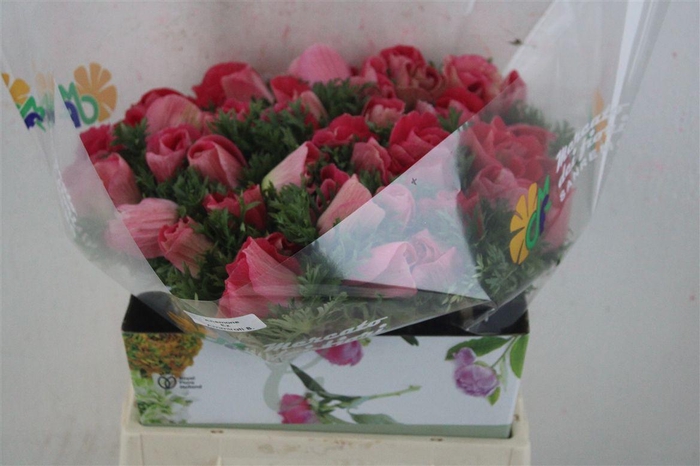 <h4>Anem Mistral Super Shoking Pink</h4>