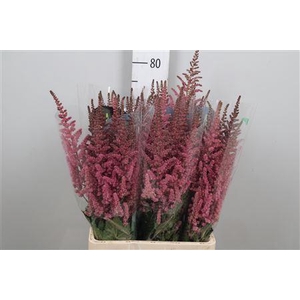 Astil C Vision Pink