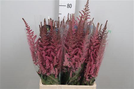 <h4>Astil C Vision Pink</h4>