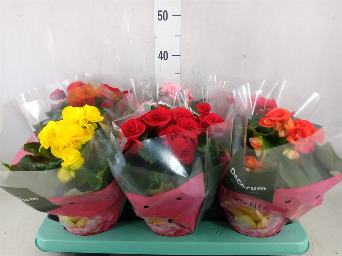 <h4>Begonia elat. DU   ...mix</h4>