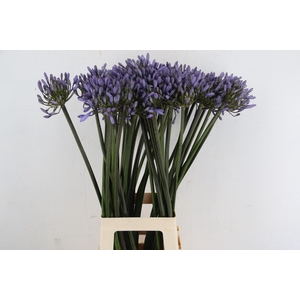 AGAPANTHUS PARIS