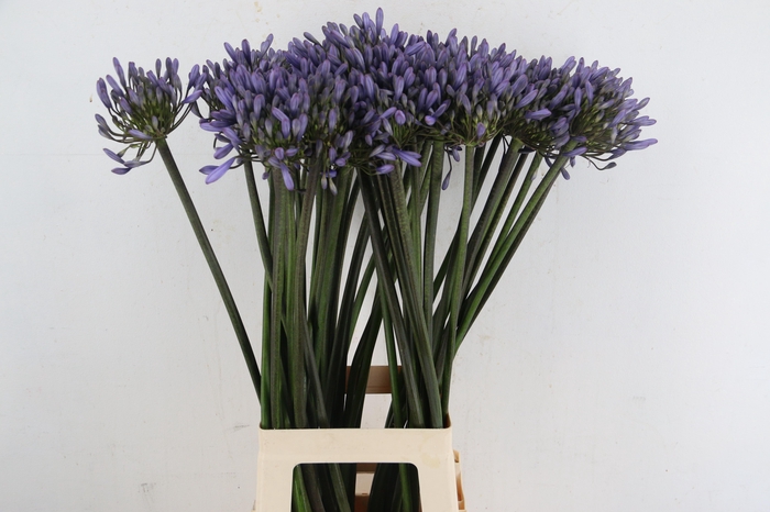 <h4>AGAPANTHUS PARIS</h4>