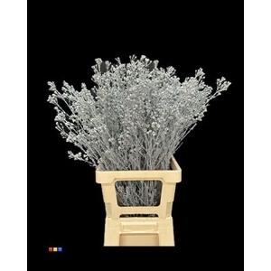 Waxflower Grey