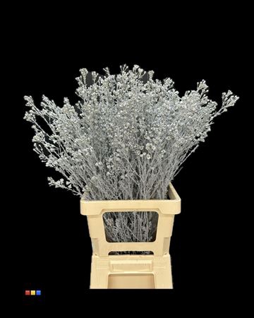 <h4>Waxflower Grey</h4>