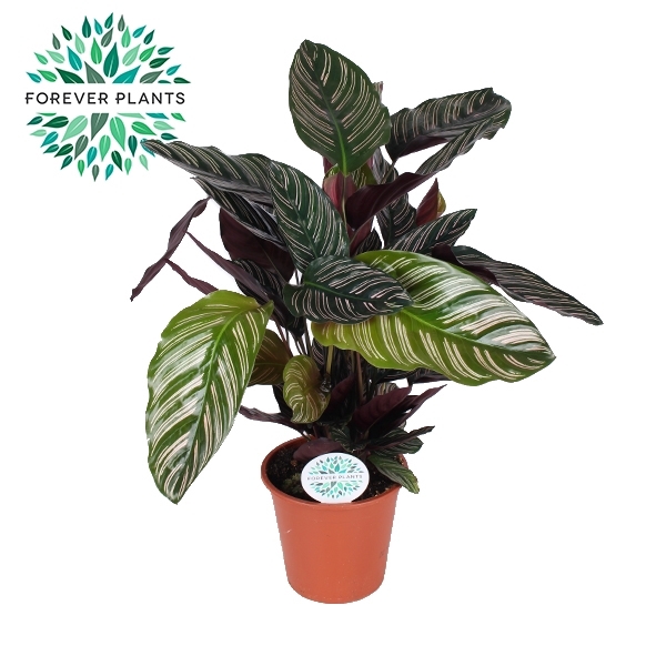 <h4>Calathea Ornata p17</h4>