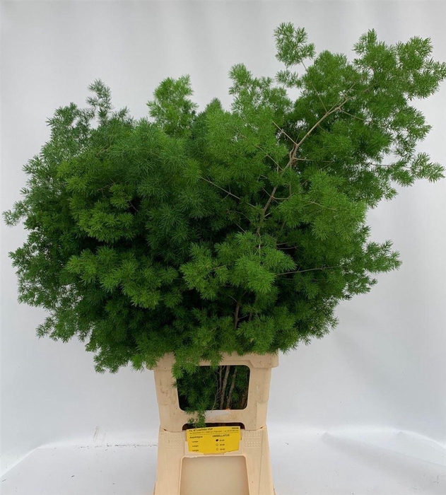 <h4>Asparagus Umbellatus</h4>