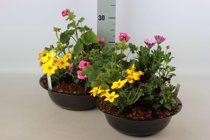 <h4>ARR TUINPLANTEN</h4>