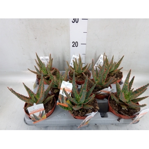 Aloe   ...