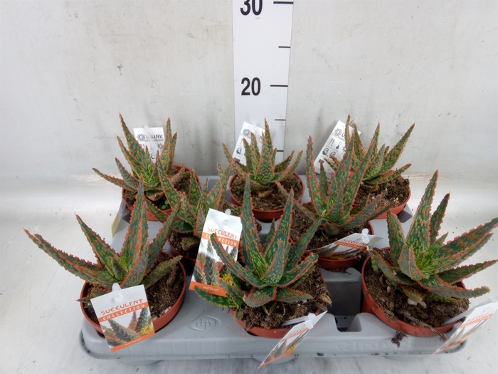 <h4>Aloe   ...</h4>
