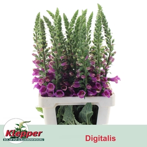 DIGI CAMELOT ROSE