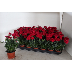 DIAN OSC CHERRY