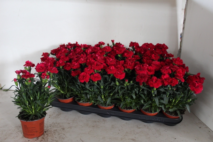<h4>DIAN OSC CHERRY</h4>