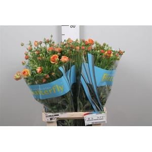 Ran Butterfly Vestalis