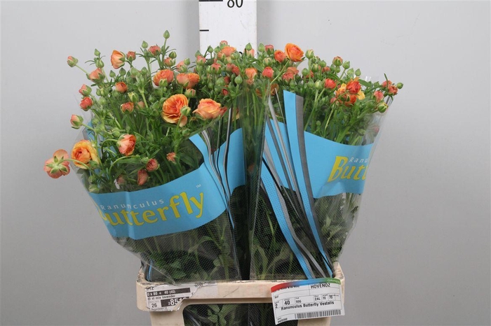 <h4>Ran Butterfly Vestalis</h4>