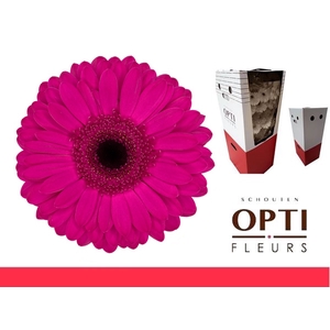 Gerbera Bon Dia Aquabox