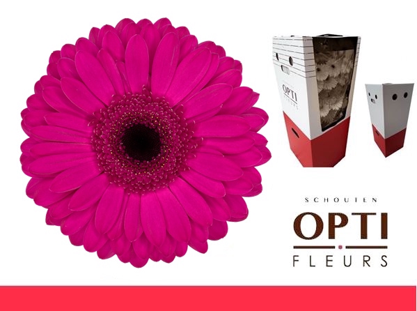 <h4>Gerbera Bon Dia Aquabox</h4>