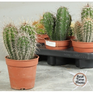 CACTUS OV