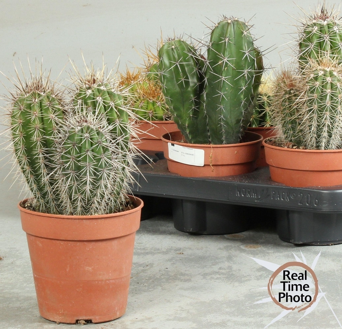 <h4>CACTUS OV</h4>