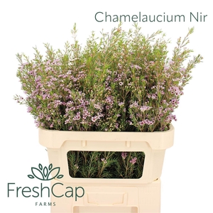Chamelaucium unci. 'Early Nir'