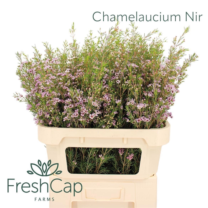 <h4>Chamelaucium unci. 'Early Nir'</h4>