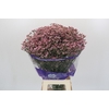 Limonium sinuatum Pink Diamond