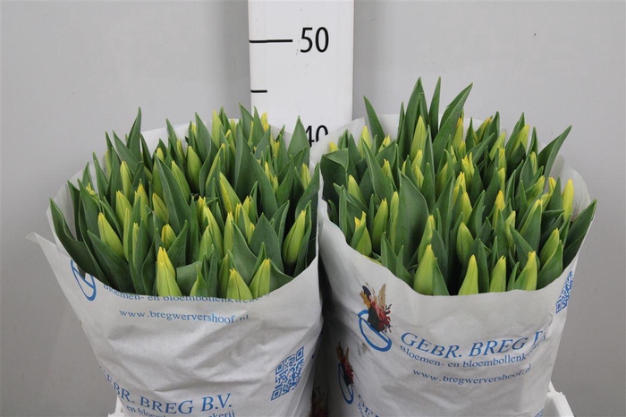 <h4>Tu En Strong Gold</h4>