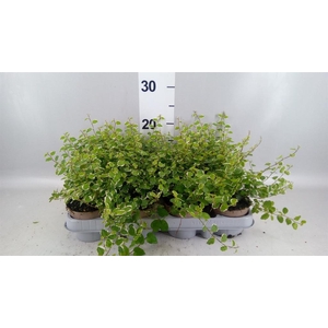 Ficus pumila 'White Sunny'