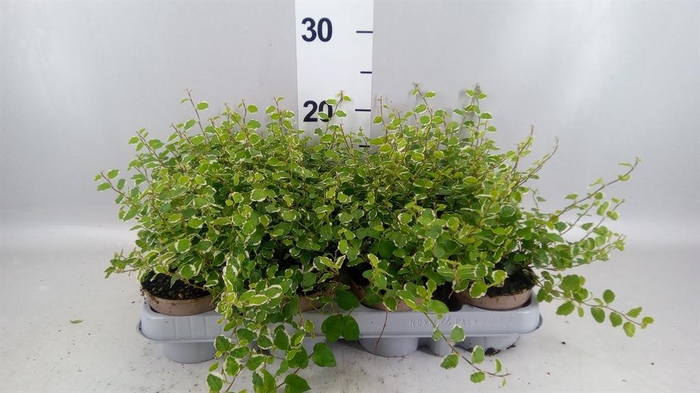 <h4>Ficus pumila 'White Sunny'</h4>