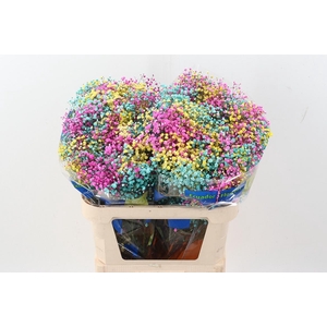 Gy Xlence Rainb Dark Easter 40gr