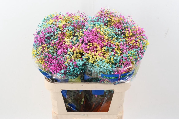 <h4>Gy Xlence Rainb Dark Easter 40gr</h4>