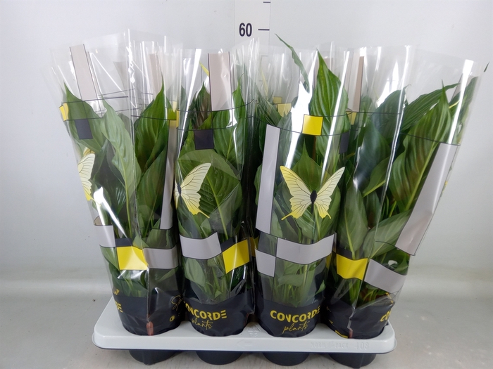 <h4>Spathiphyllum  'Sweet Chico'</h4>