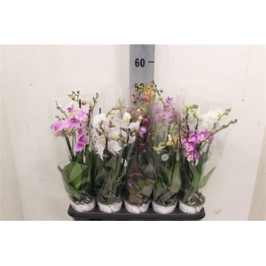 Phalaenopsis gemengd