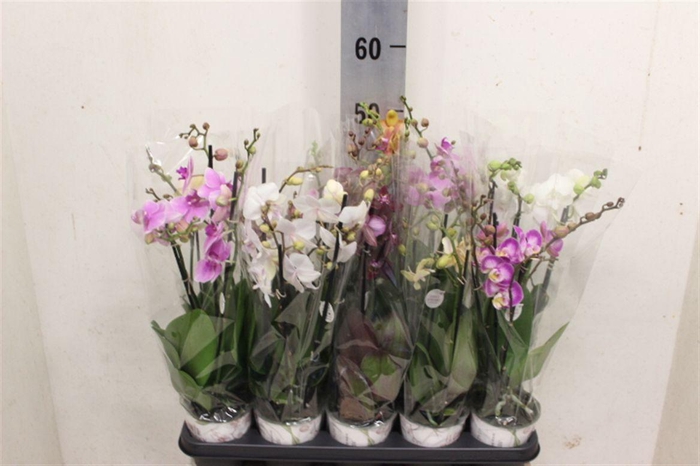<h4>Phalaenopsis gemengd</h4>